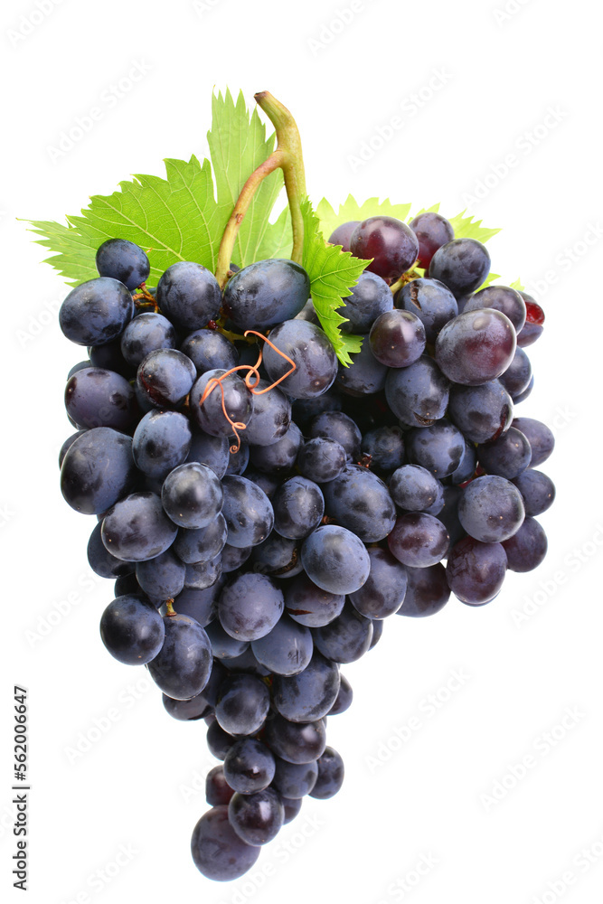 Bunch of grapes isolated Bunch of grapes isolated
