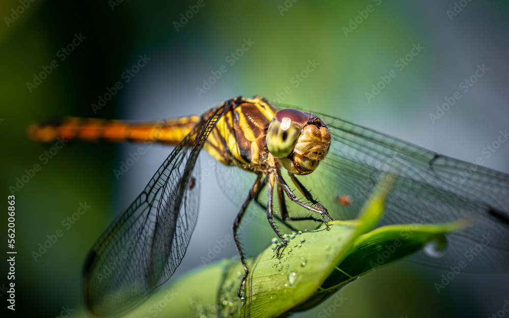 A dragonfly perched on green leaf and nature background, Selective focus, insect macro, Colorful insect in Thailand. A dragonfly perched on green leaf and nature background, Selective focus, insect macro, Colorful insect in Thailand.