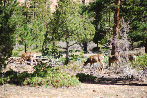 Group of deers in Bryce Canyon National park in Utah, USA