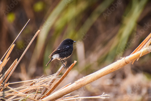 The oriental magpie-robin is a small passerine bird occurring across most of the Indian subcontinent and parts of Southeast Asia. The oriental magpie-robin is the national bird of Bangladesh. photo