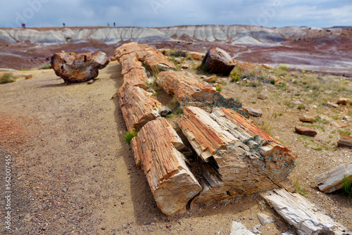 Stunning petrified wood in the Petrified Forest National Park, Arizona, USA