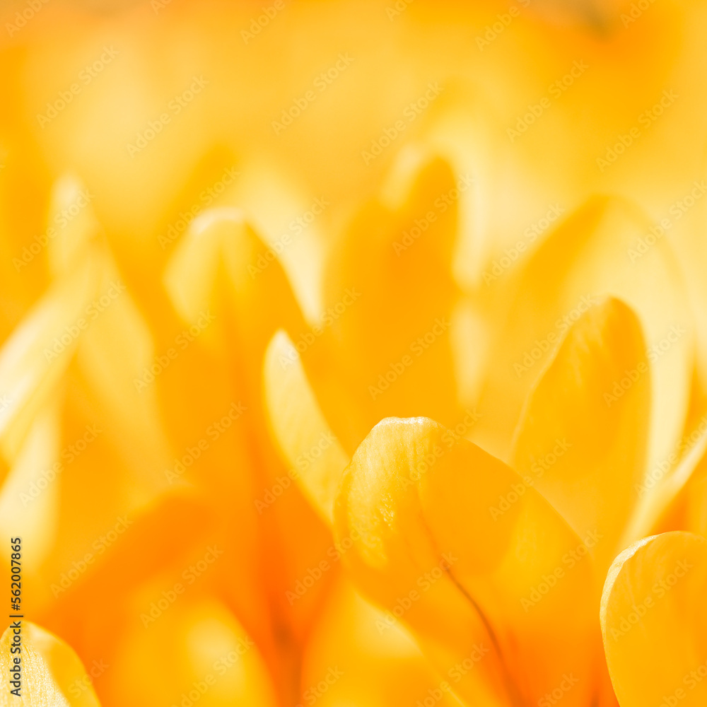 Abstract floral background, yellow crocus flowers. Macro flowers backdrop for holiday design Abstract floral background, yellow crocus flowers. Macro flowers backdrop for holiday design