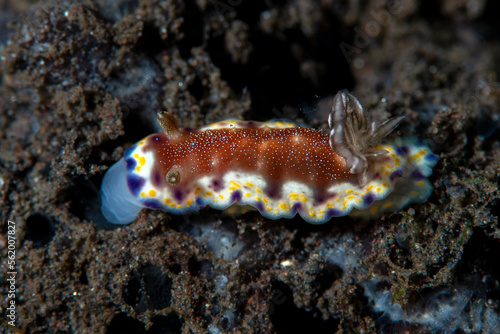 Nudibranch (sea slug) - Goniobranchus collingwoodi feeds on the sponge. Underwater macro life of Tulamben, Bali, Indonesia.