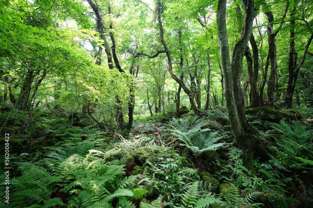 Obraz premium thick primeval forest in springtime