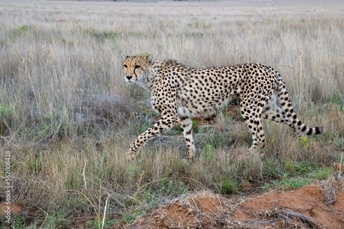 Female Cheetah walking through the Grasslands