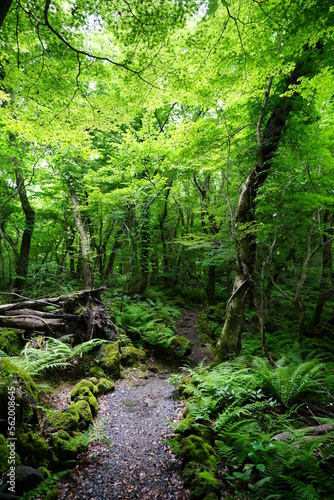 fine spring forest in the gleaming sunlight