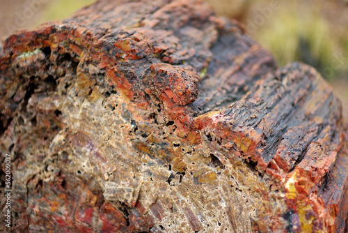 Stunning petrified wood in the Petrified Forest National Park, Arizona, USA