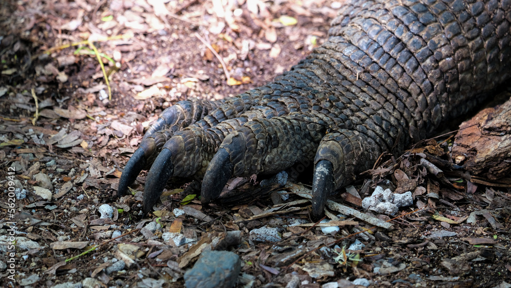 Closeup of large, sharp Komodo Dragon claws and armoured scaly skin on Komodo Island, Indonesia Closeup of large, sharp Komodo Dragon claws and armoured scaly skin on Komodo Island, Indonesia