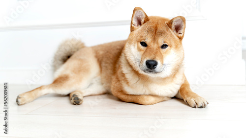 Cute female pedigree shiba inu dog with red fur sleeping in human bed with pink sheets, closeup with natural light from window. Dreamy peaceful.