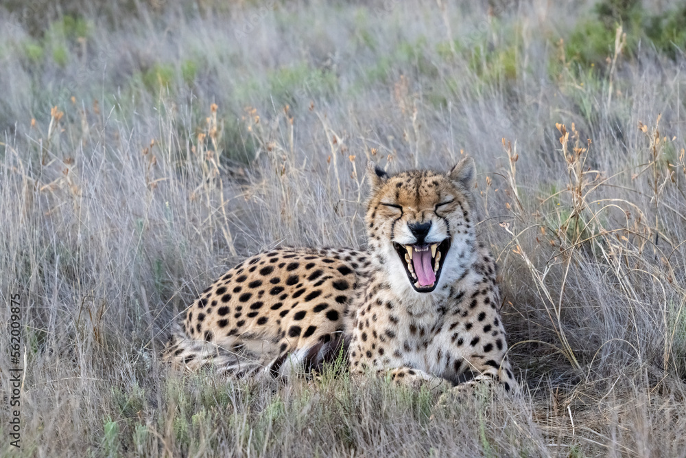 Naklejka premium Cheetah Yawning Widely, Appearing to Laugh