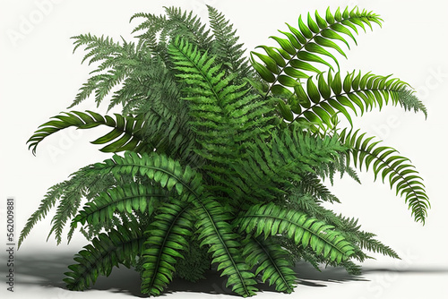Plant with lush tropical foliage and cascading green leaves Nephrolepis species, sometimes known as fishtail fern or forked huge sword fern, is a shrub plant used for designing shade gardens photo