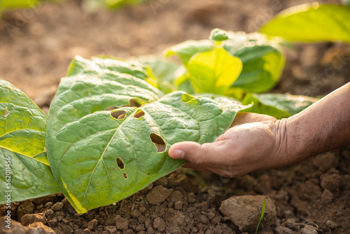 Fotografi Farmer working in the field of tobacco and research or checking problem about ap