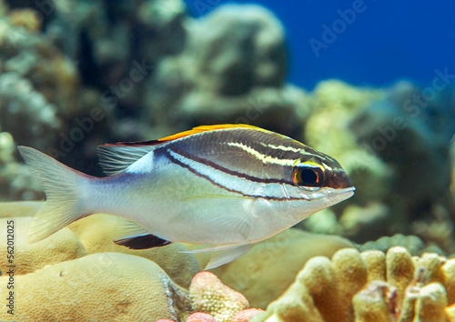 Bridled monocle bream fish on sight seeing tour in underwater coral garden of Bali, Indonesia