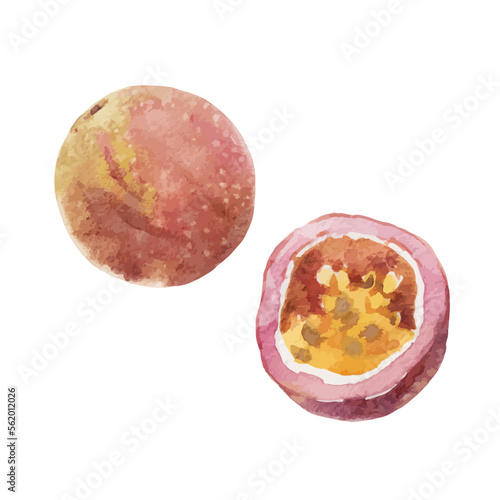 Beautiful vector stock clip art illustration with hand drawn watercolor tasty passion fruit. Healthy vegan food.