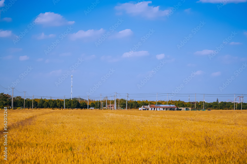 Golden rice fields in autumn farmland