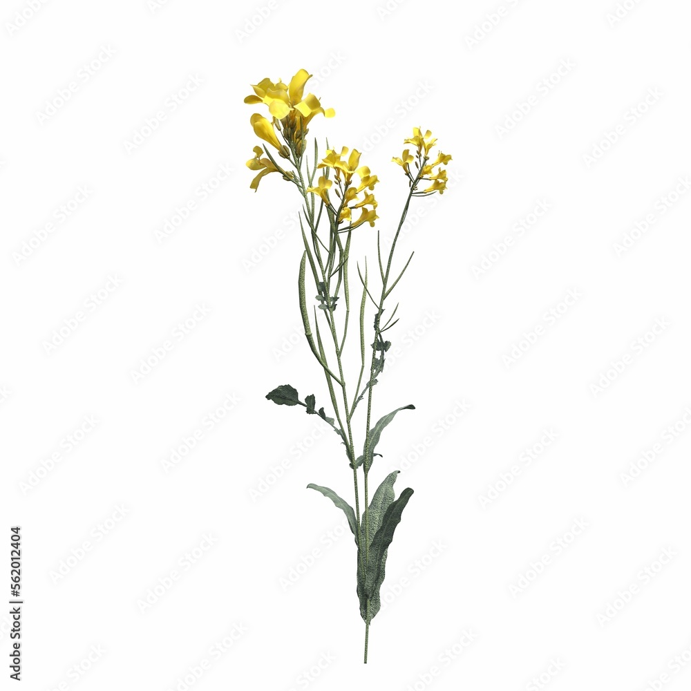 wild field grass, isolated on white background, 3D illustration, cg render wild field grass, isolated on white background, 3D illustration, cg render