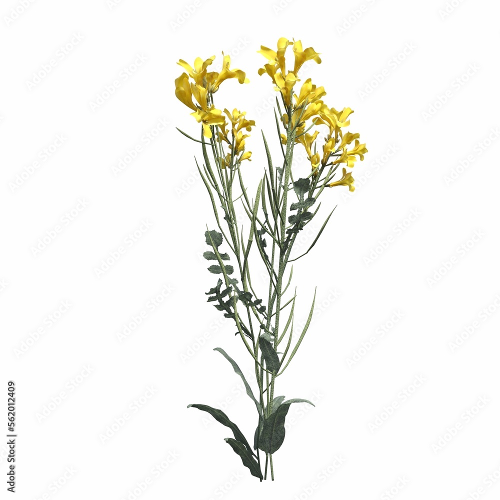 wild field grass, isolated on white background, 3D illustration, cg render wild field grass, isolated on white background, 3D illustration, cg render