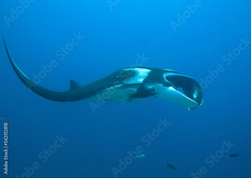 Giant Oceanic Manta ray flying by in crystal blue water