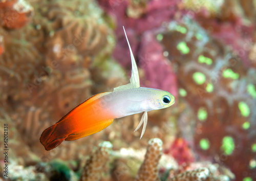 Red fire goby , fire fish goby or magnificent fire dart fish swims above the coral reef of Bali photo