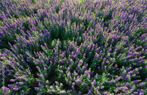 lavender field in region outdoor natural light