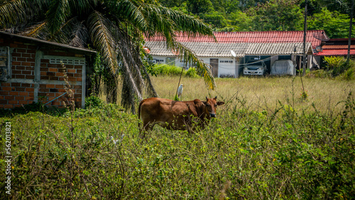 A heron sits on a lonely red cow on the farm