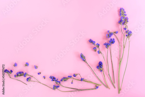 Blue violet dried flower on pink background with copy space , flat lay