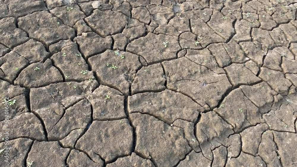 New life on drought, plants growing on clay dry soil terrain, closeup pan