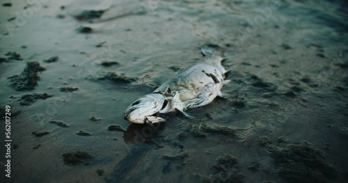 Waves Washing up Dead Fish Carcass onto Beach Shore. Environmental Water Pollution Toxic Exclusion Zone 4k photo