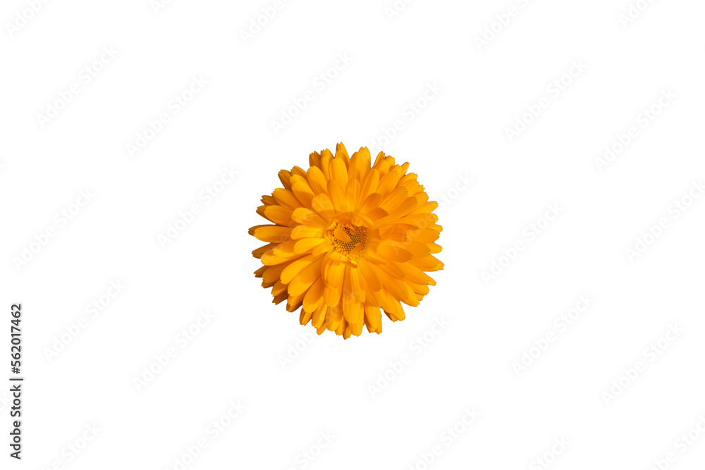 orange marigold (Calendula officinalis) flower isolate, top view orange marigold (Calendula officinalis) flower isolate, top view