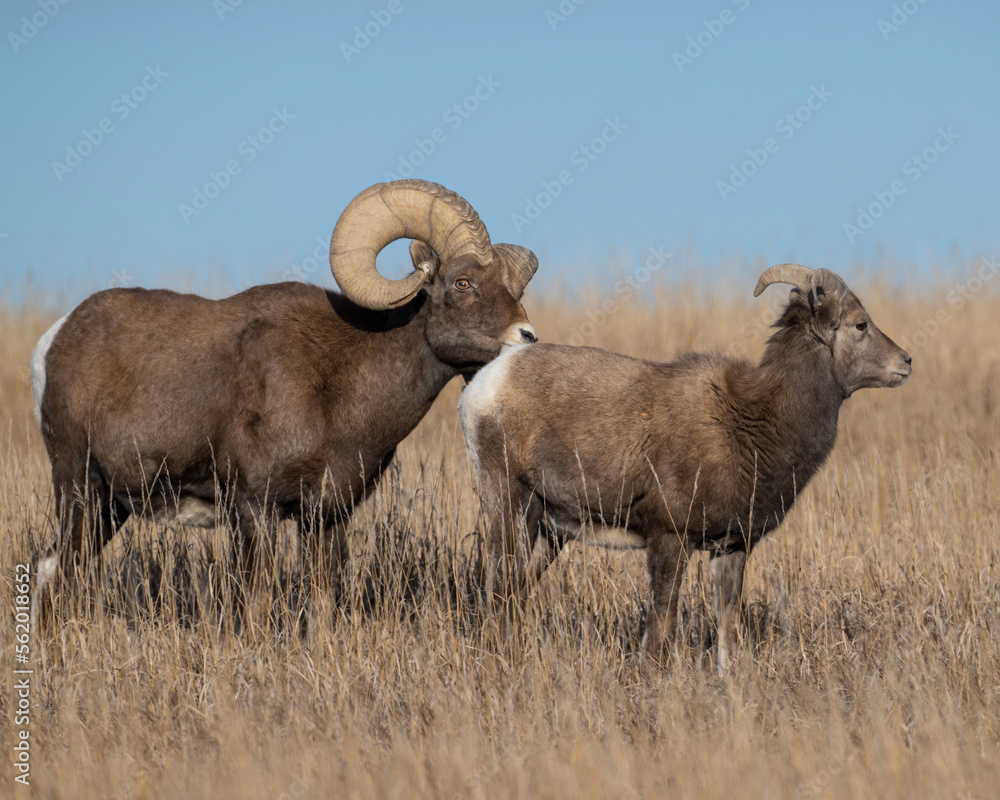 Pair of Bighorn Sheep during the breeding season Pair of Bighorn Sheep during the breeding season