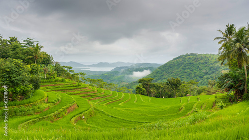 time lapse cloudy over the terraced rice fields in the morning