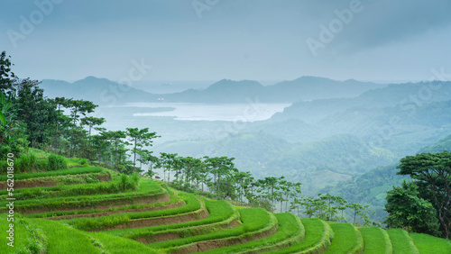 time lapse cloudy over the terraced rice fields in the morning