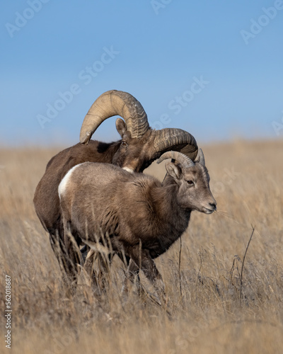 Pair of Bighorn Sheep during the breeding season