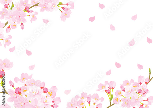 桜　背景イラスト