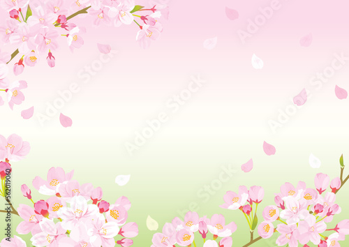 桜　背景イラスト
