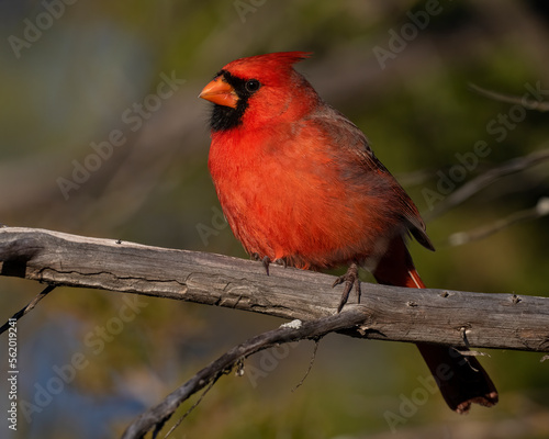Male Northern Cardinal on a perch