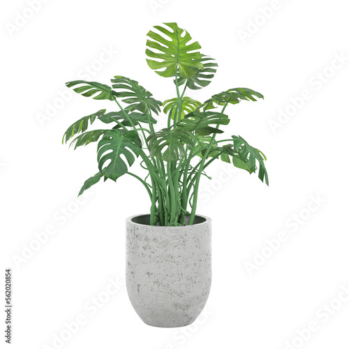 Green plants in white ceramic pots