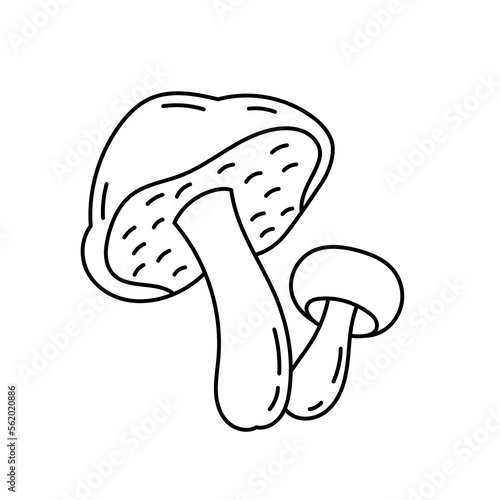 Boletus edulis. Edible mushrooms. Vector line. Editable outline stroke.