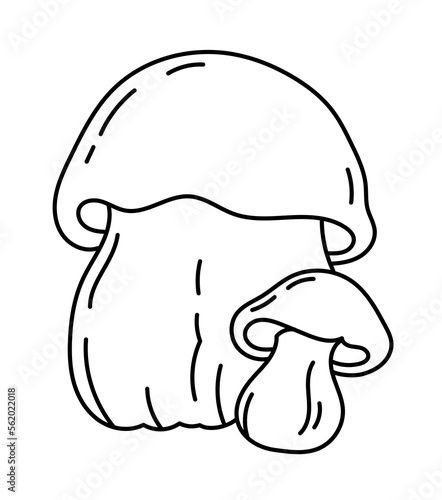 Boletus edulis. Edible mushrooms. Vector line. Editable outline stroke.
