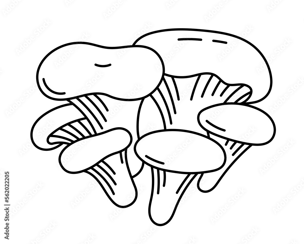 Oyster fungus or hiratake. Edible mushrooms. Vector line. Editable outline stroke. Oyster fungus or hiratake. Edible mushrooms. Vector line. Editable outline stroke.