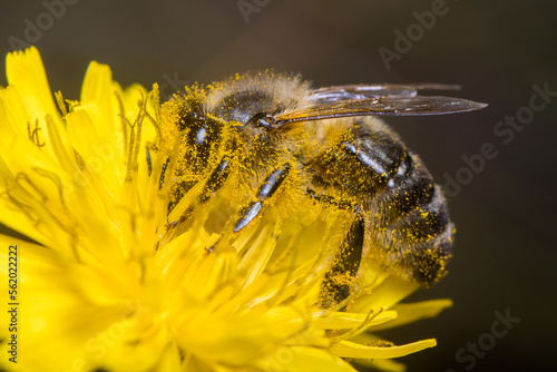 Apis mellifera bee harvesting pollen from a yellow flower on a sunny day