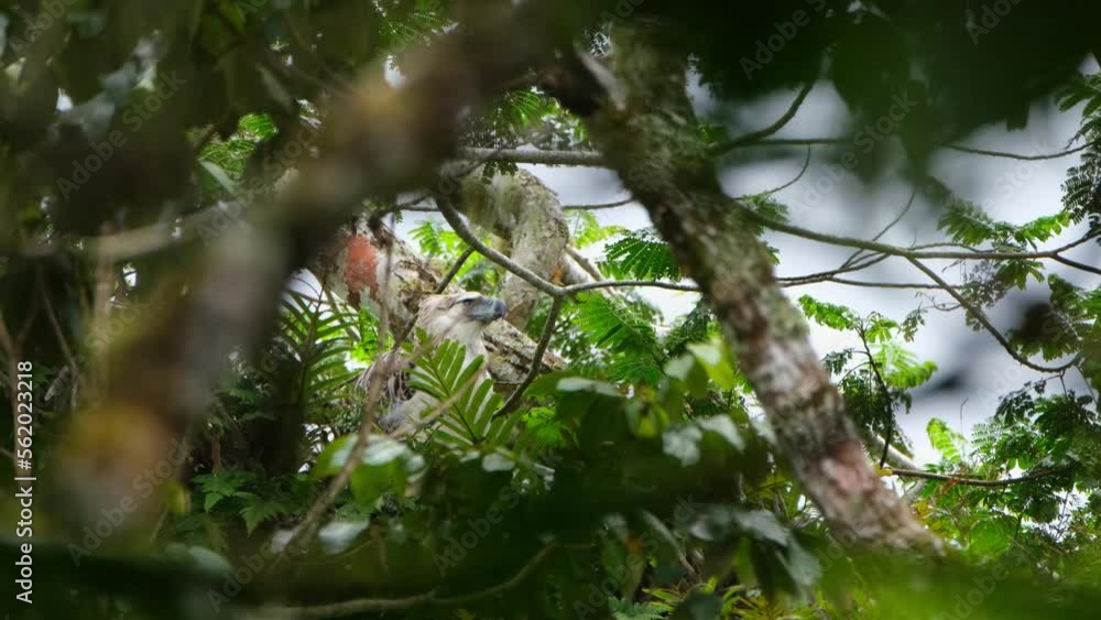 Seen on top of the canopy of a tall tree deep in the forest trying to call its parents to come and feed, Rare Footage, Philippine Eagle Pithecophaga jefferyi, Philippines. Seen on top of the canopy of a tall tree deep in the forest trying to call its parents to come and feed, Rare Footage, Philippine Eagle Pithecophaga jefferyi, Philippines.