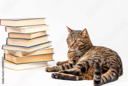 Striped cat with books on a light background.