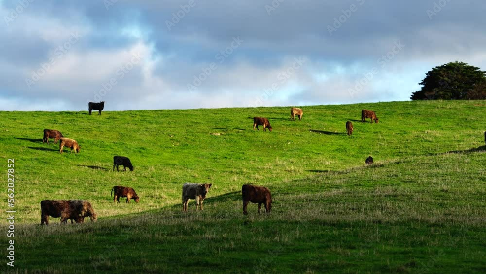 Live export cows. Australian beef cattle industry Live export cows. Australian beef cattle industry