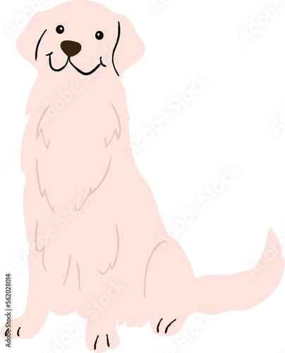 Photography Cute dog