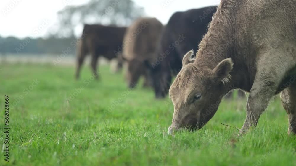 Livestock grazing on pasture and grass in a field on an organic, regenerative and sustainable food in outback Australia. Fat cows and beef cattle in Asia and america. american beef Livestock grazing on pasture and grass in a field on an organic, regenerative and sustainable food in outback Australia. Fat cows and beef cattle in Asia and america. american beef