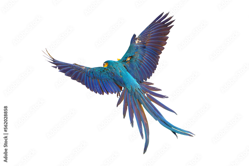 Colorful Macaw parrot flying isolated on transparent background png file	