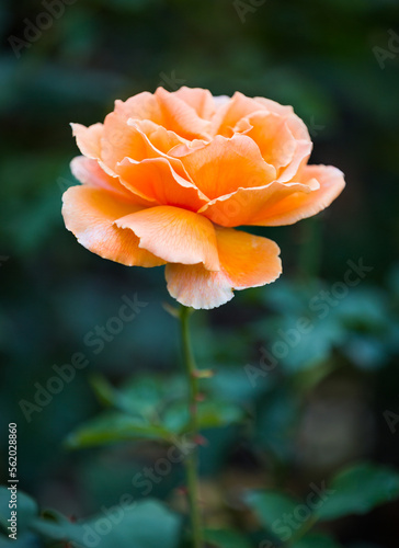 Orange flower © roni