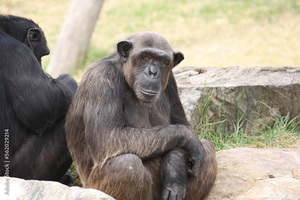 Chimpanzee sitting down on a stone