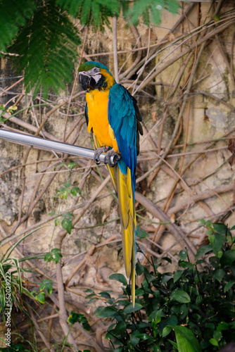 Kiku  a blue and gold macaw in the garden of Casa Rocca Piccola - Valletta  Malta